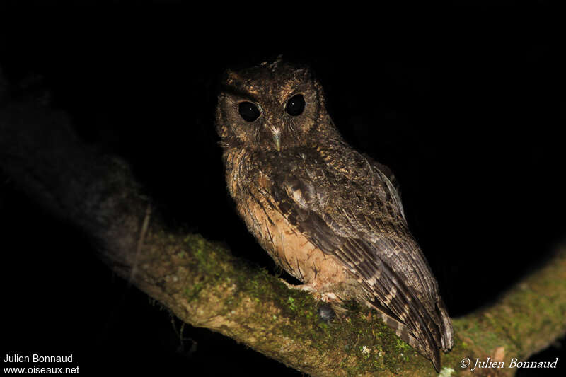 Tawny-bellied Screech Owl