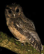 Tawny-bellied Screech Owl