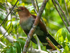 Squirrel Cuckoo