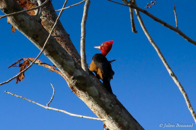 Red-necked Woodpecker