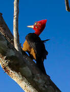 Red-necked Woodpecker