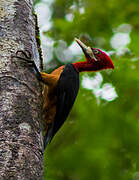 Red-necked Woodpecker