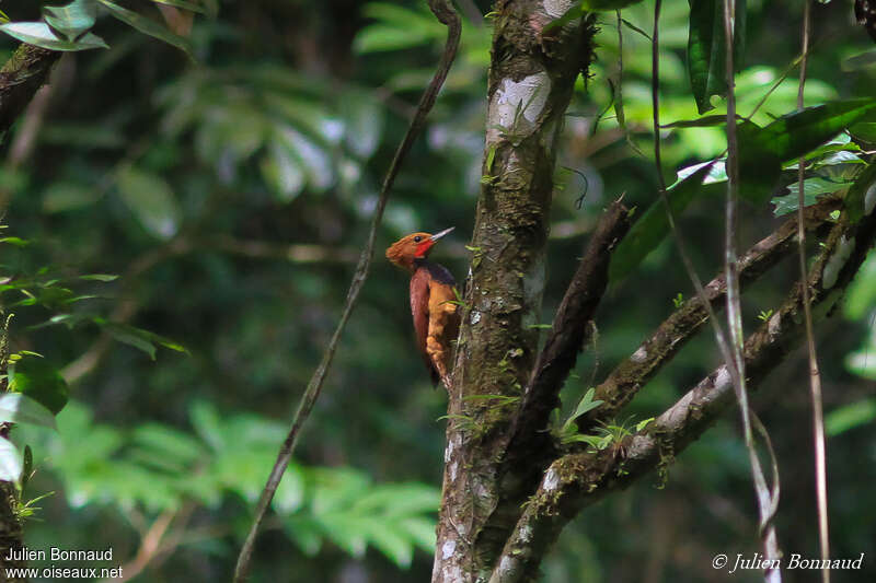 Ringed Woodpecker male adult, identification