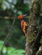 Ringed Woodpecker