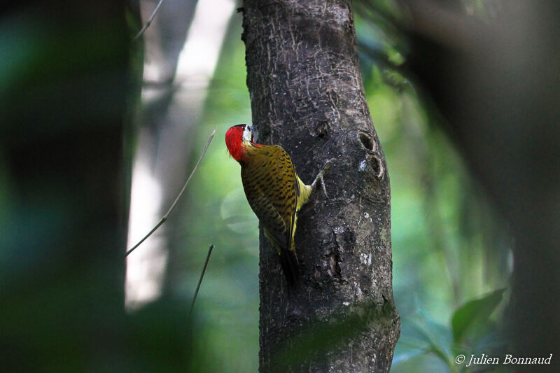 Spot-breasted Woodpecker