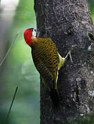 Spot-breasted Woodpecker