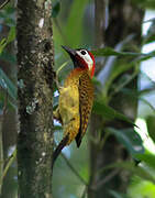 Spot-breasted Woodpecker