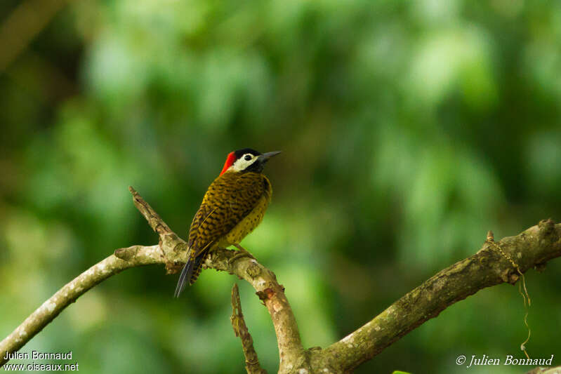 Spot-breasted Woodpecker female adult, identification