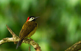 Spot-breasted Woodpecker