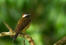 Spot-breasted Woodpecker