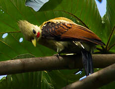 Cream-colored Woodpecker