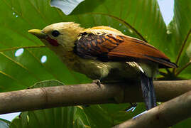 Cream-colored Woodpecker