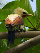 Cream-colored Woodpecker