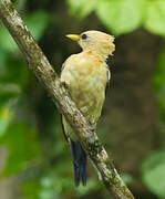 Cream-colored Woodpecker