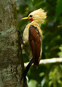 Cream-colored Woodpecker