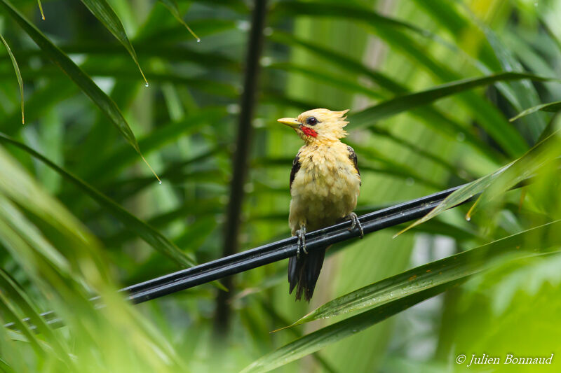 Cream-colored Woodpecker