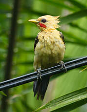 Pic jaune