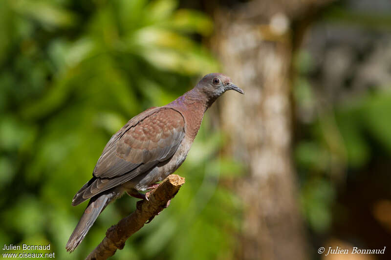 Pale-vented Pigeonjuvenile, identification