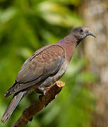 Pale-vented Pigeon