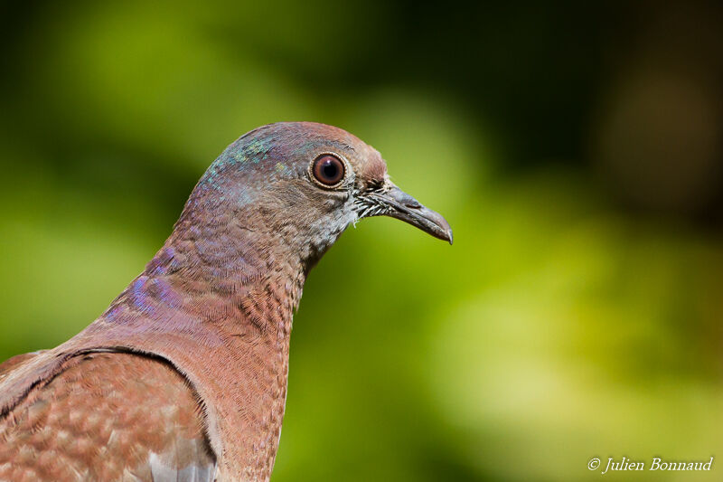 Pigeon roussetjuvénile