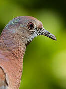 Pale-vented Pigeon