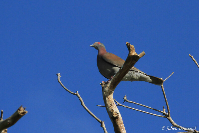 Pale-vented Pigeonadult