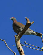 Pale-vented Pigeon