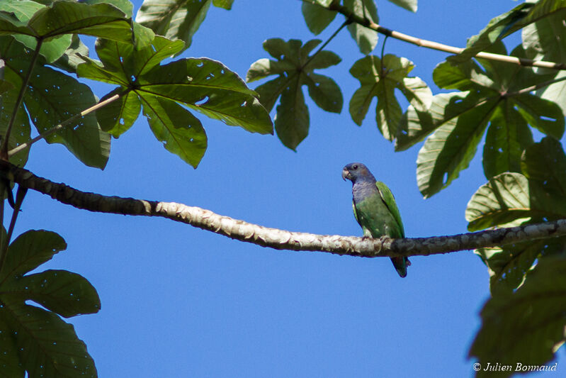 Blue-headed Parrot