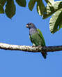 Pione à tête bleue