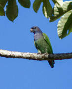 Pione à tête bleue