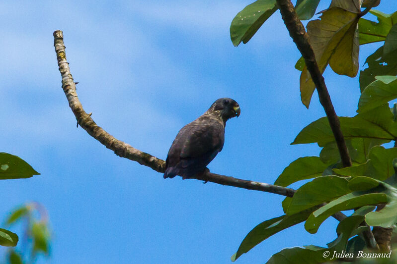 Dusky Parrot