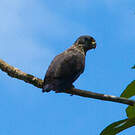 Pione violette
