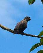 Dusky Parrot