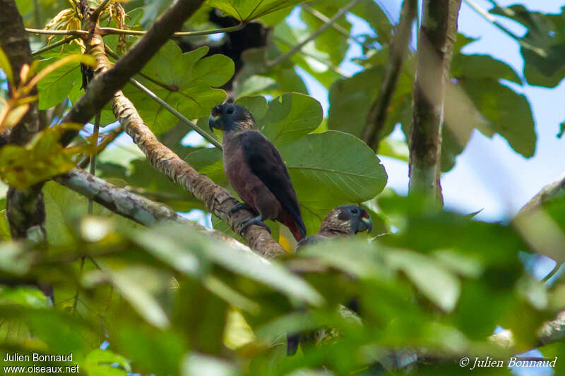 Pione violetteadulte, identification