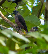 Dusky Parrot