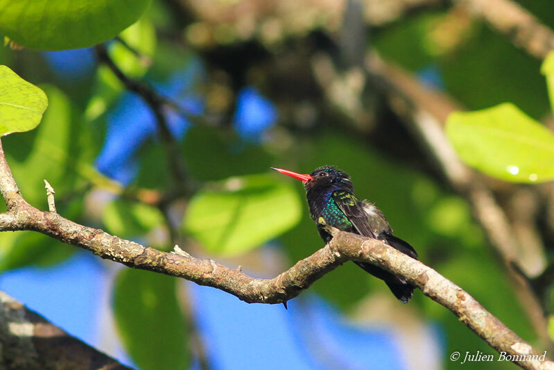 White-chinned Sapphire male adult, care