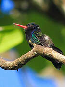 White-chinned Sapphire