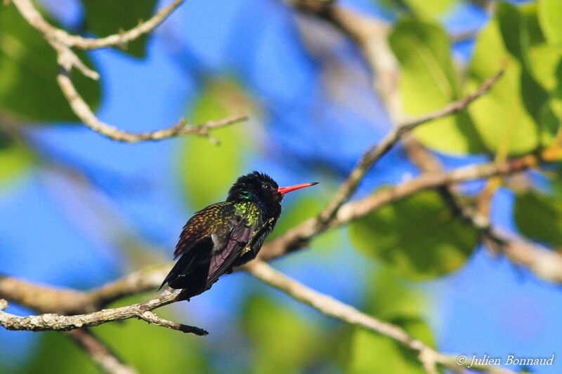 White-chinned Sapphire male adult, care