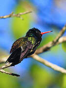 White-chinned Sapphire