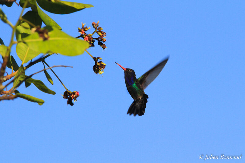 White-chinned Sapphire male adult, eats