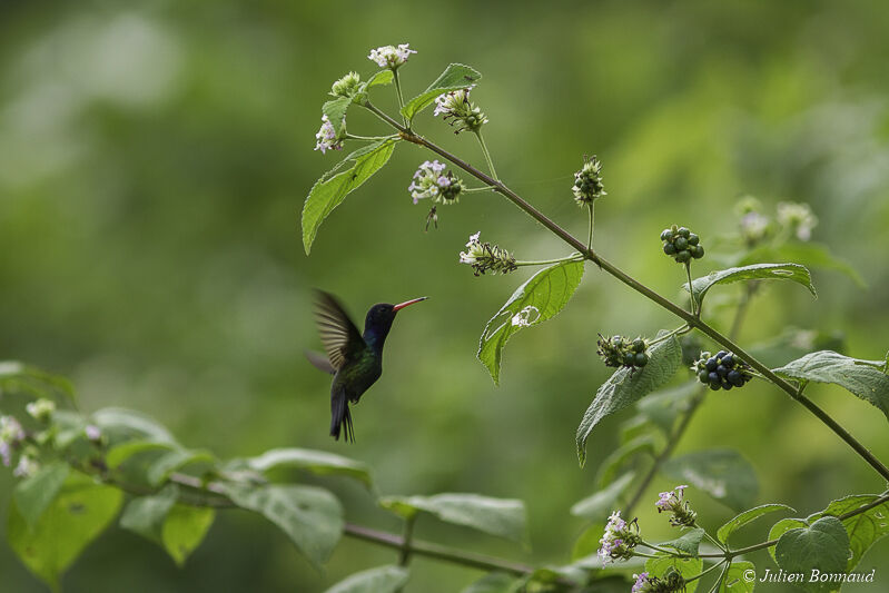 White-chinned Sapphire male adult, eats