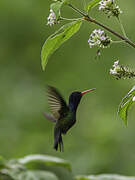 White-chinned Sapphire
