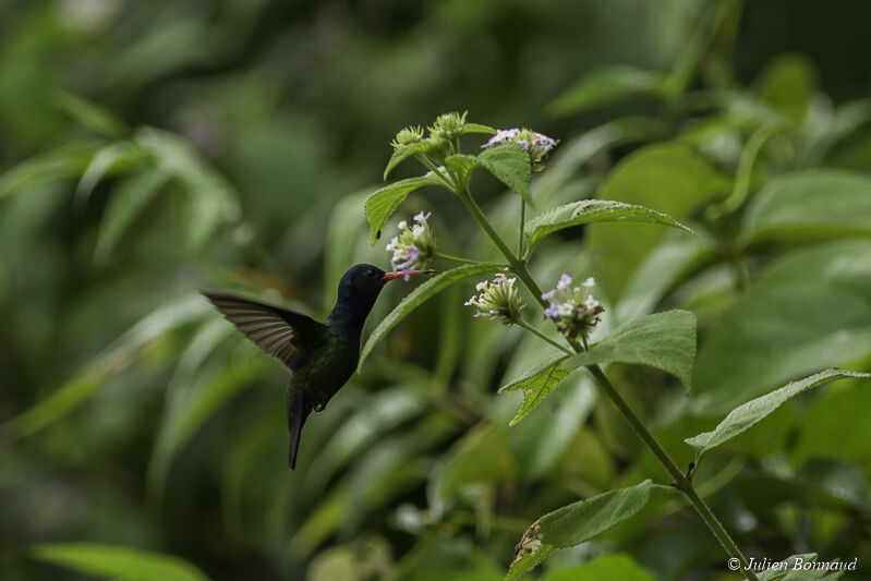 White-chinned Sapphire male adult, eats