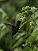 White-chinned Sapphire