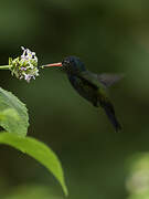 White-chinned Sapphire