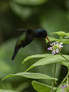 White-chinned Sapphire