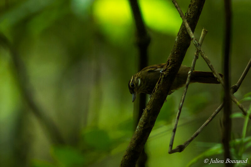 Amazonian Plain Xenops