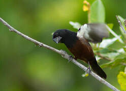 Chestnut-bellied Seed Finch