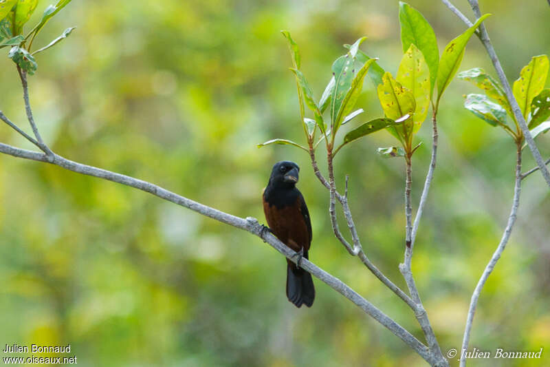 Chestnut-bellied Seed Finch male adult, habitat, pigmentation