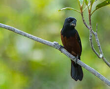 Chestnut-bellied Seed Finch